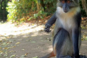 Мартишки - фокусуючих мавп Мартишки - фокусуючих мавп